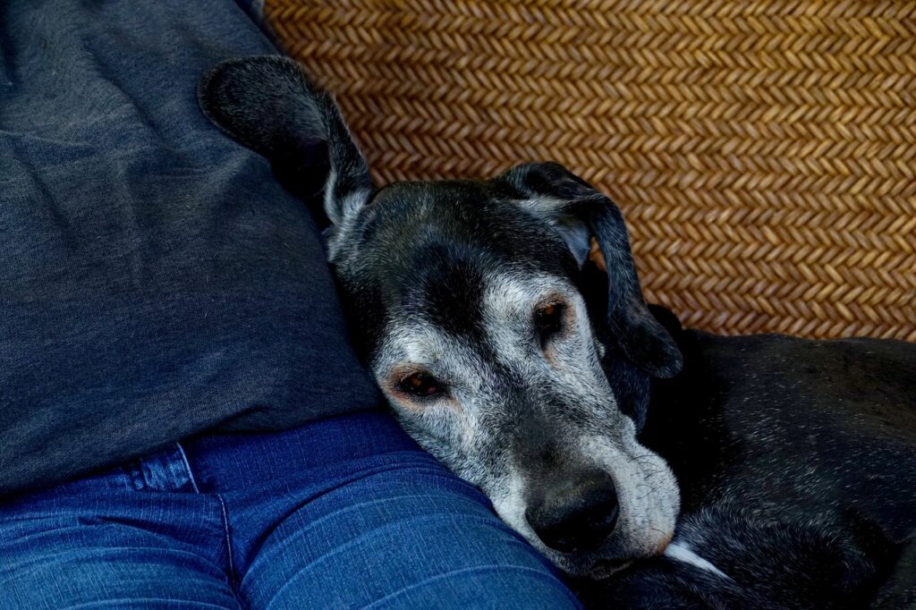 grief and pet loss